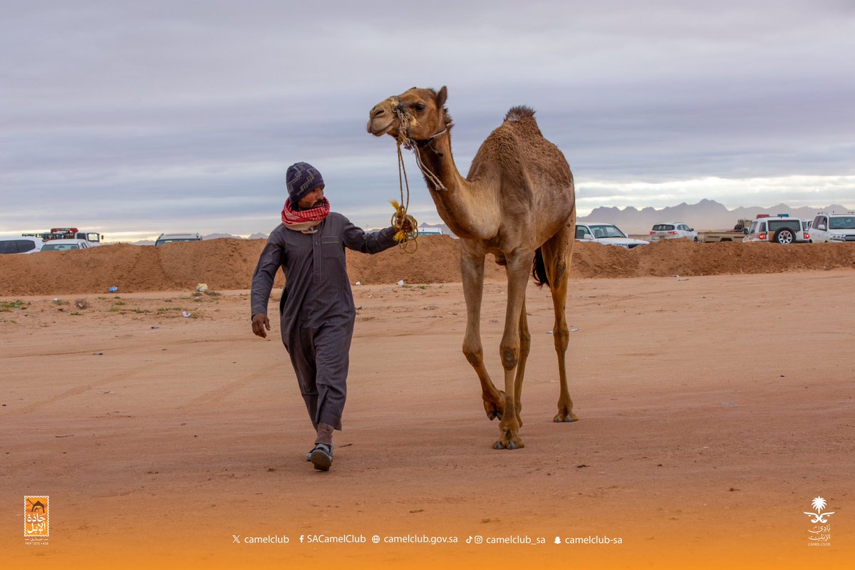 CamelClub tweet picture