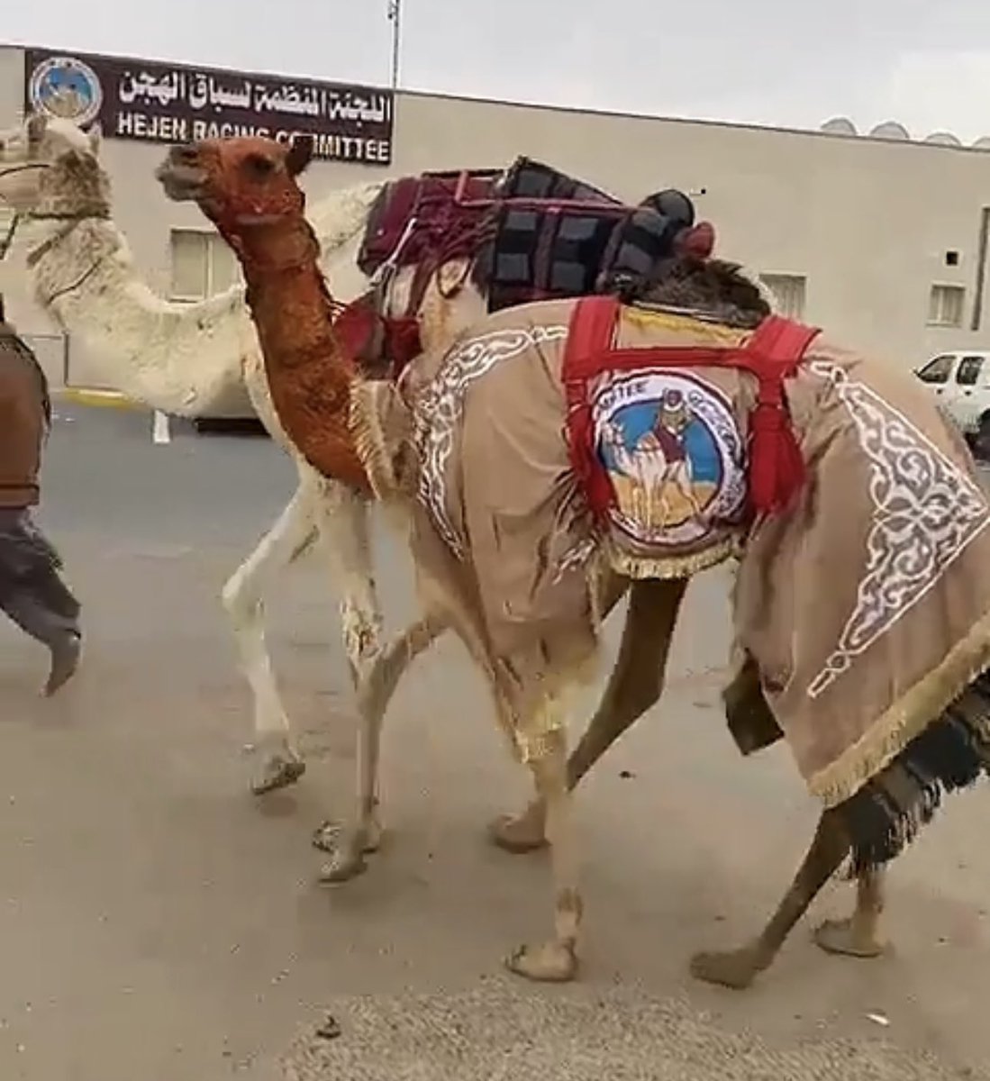 #نوماس سعودي 🇸🇦 مع #أمالا
لمالك الهجن : سفر بن مبلش المرزوقي
<a href="/SafarAlmarzougi/">سفر المرزوقي</a>
 في مهرجان صاحب السمو الشيخ تميم بن حمد آل ثاني أمير البلاد المفدى ل #سباق_الهجن
#قطر 🇶🇦