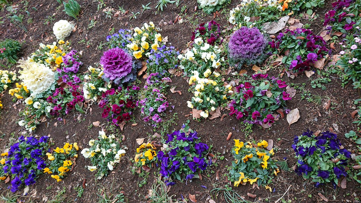 今日も寒いけど、公園の花壇には少しずつ春の訪れを感じる🌼