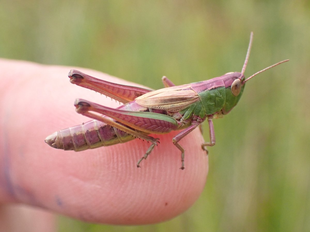 1/2 #speciesaday no. 199 is Meadow Grasshopper. The commonest of our grasshoppers in most places. Typically green but sometimes has pink like this one. Female is short winged, with a lot of exposed black on abdomen and pronotum is diagnostic.