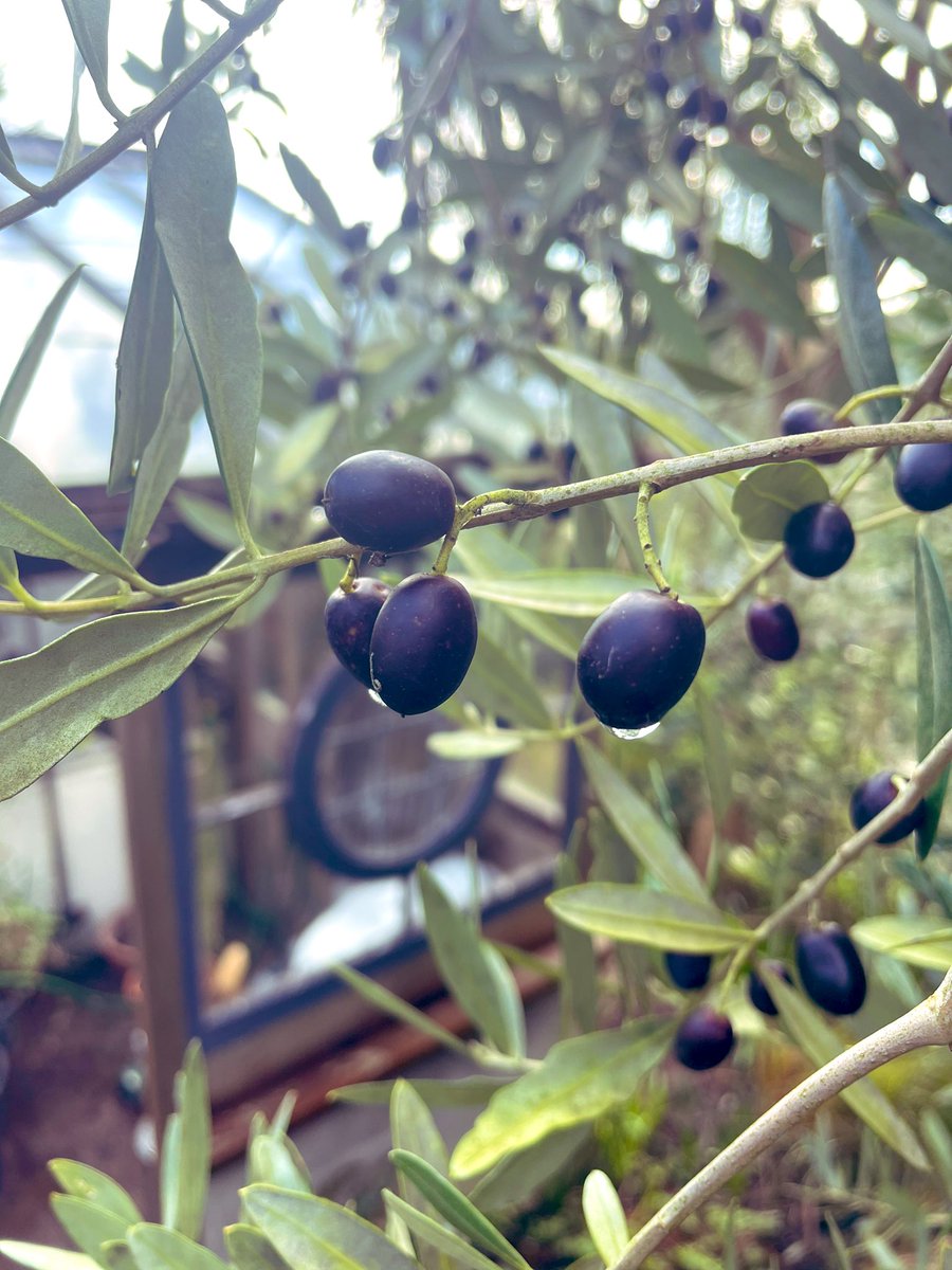 Job for this week? Pick and cure these bumper beauties. What’s your garden #humblebraggage? Share for a shoutout on my non-award-winning 📻 show @BBCDevon via @BBCSounds from 10am All welcome 🙏