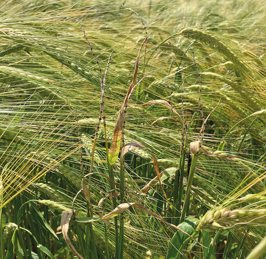 FarmersGuide's tweet image. Growers are being urged to test and/or treat farm-saved spring crop seed for diseases such as loose smut and seed-borne net blotch 🌾 #arable #SpringBarley #UKFarming 

farmersguide.co.uk/arable/cereals…