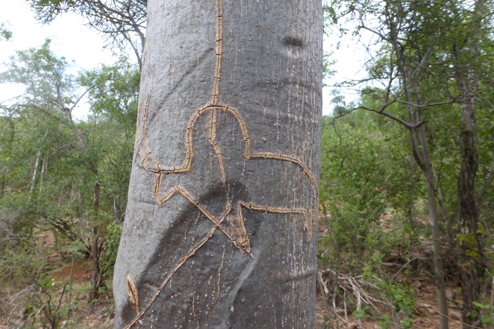 Surely modern graffiti can help understand the drawings of our prehistoric ancestors. In the south of Madagascar walls and here a trunk are frequently embellished with zebu cows – often with exaggerated fat-storing humps.