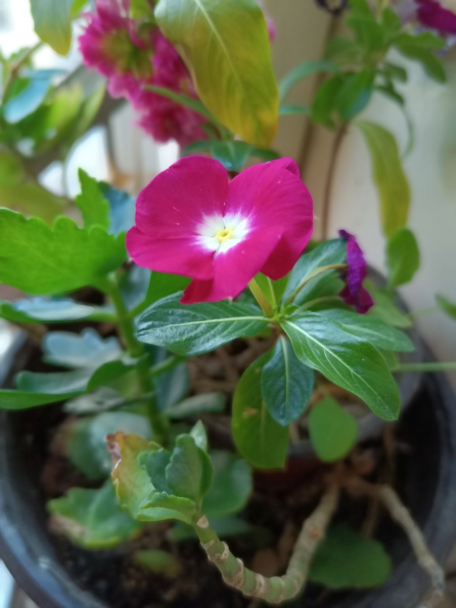 love88500's tweet image. 花开艳艳，春天来了！！