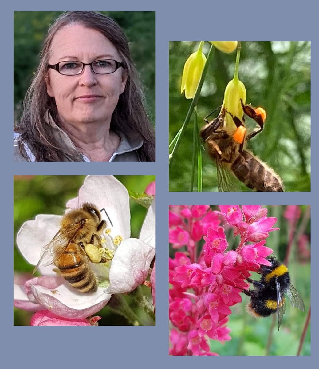 britishbee's tweet photo. BBKA Spring Convention Committee volunteers are competing to chair 'Keep your garden buzzing' by Master Beekeeper and Bee farmer Rhona Toft @ForagersHoney 
One of 24 lectures to choose from 12-14 April @HarperAdamsUni. Details: https://t.co/MfbRtk0uhg https://t.co/m8GMgfPgPO