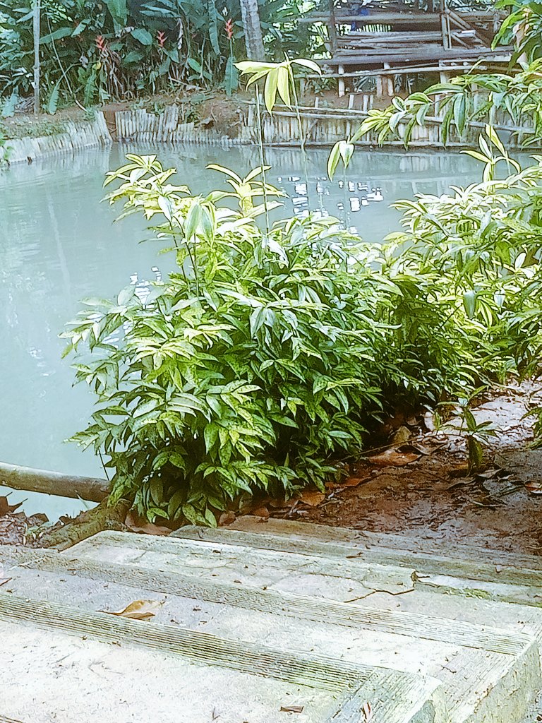 cuape_poll's tweet image. 