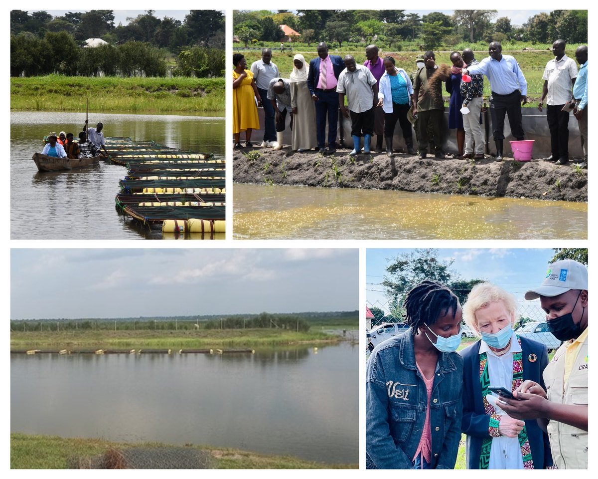 Uganda has officially gazetted all its wetlands, recognizing their role in protecting communities from climate change and providing essential benefits for millions!👏 @UNDP and @theGCF have been supporting the revitalisation of these fragile ecosystems: undp.org/uganda/blog/ug…