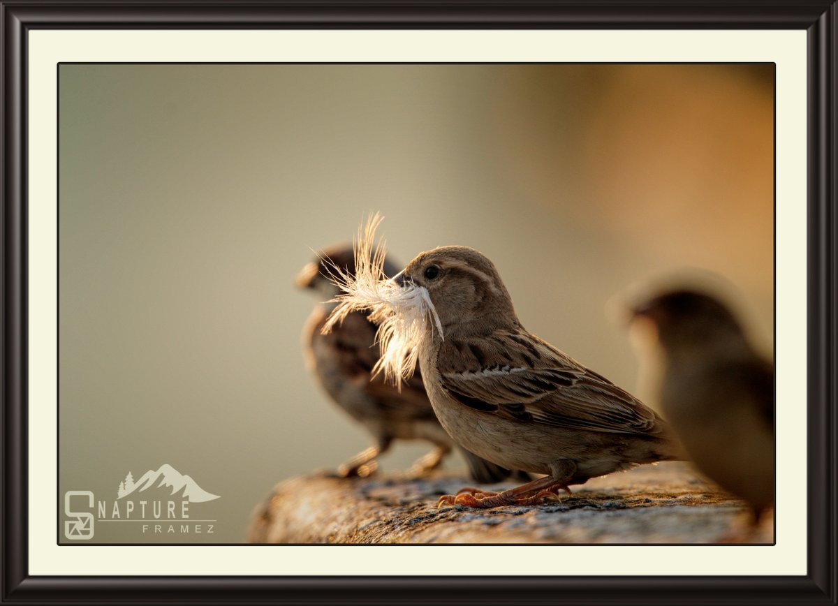 House Sparrow

#sparrow #housesparrow #cutebird #smallbird #birdsofindia #beautifulbird  #birdphotography #naturephotography #natgeo  #canonindiaphotography #canonphotography #nationalgeography #natgeoindia #capturedoncanon #birds #birdsofinstagram #wildlife #wildlifephotography