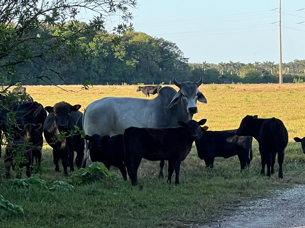 Gm. 🌞 Pops keeping an eye on the calves. 🐂🐄 #MiamiLakes 
#cattle #LoveFL