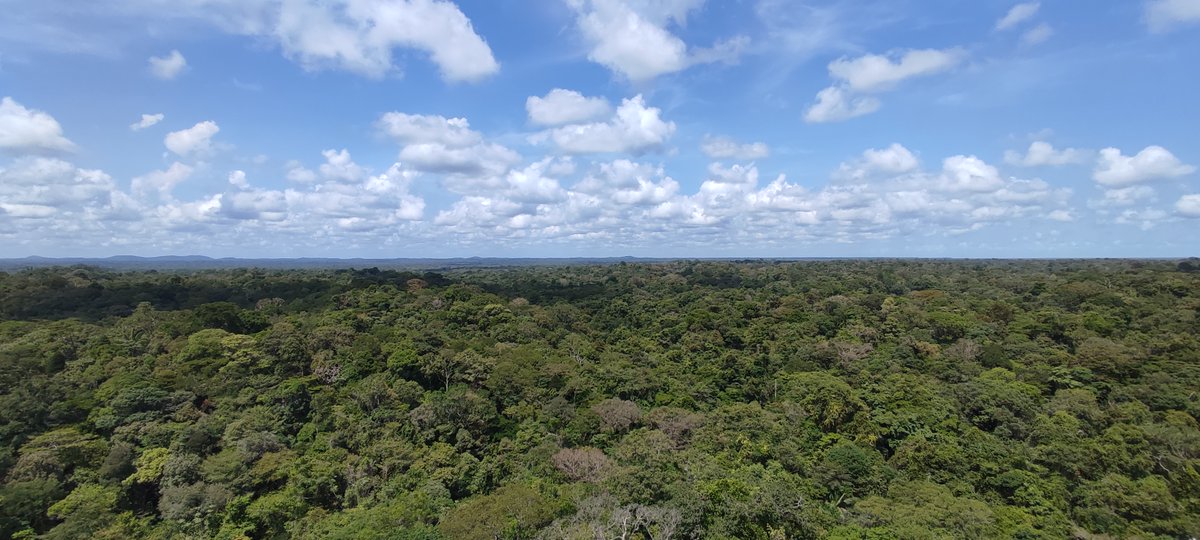 New <a href="/TreeAmazon/">ATDN - Amazon Tree Diversity Network</a> study out, led by Bruno G. Luize, investigates the evolutionary assembly of Amazonian #forests. We find that soil habitat and geographic regions interact, shaping the phylogenetic makeover of tree communities across #Amazonia.
➡️ doi.org/10.1111/jbi.14… 🌳🌴
[1/3]