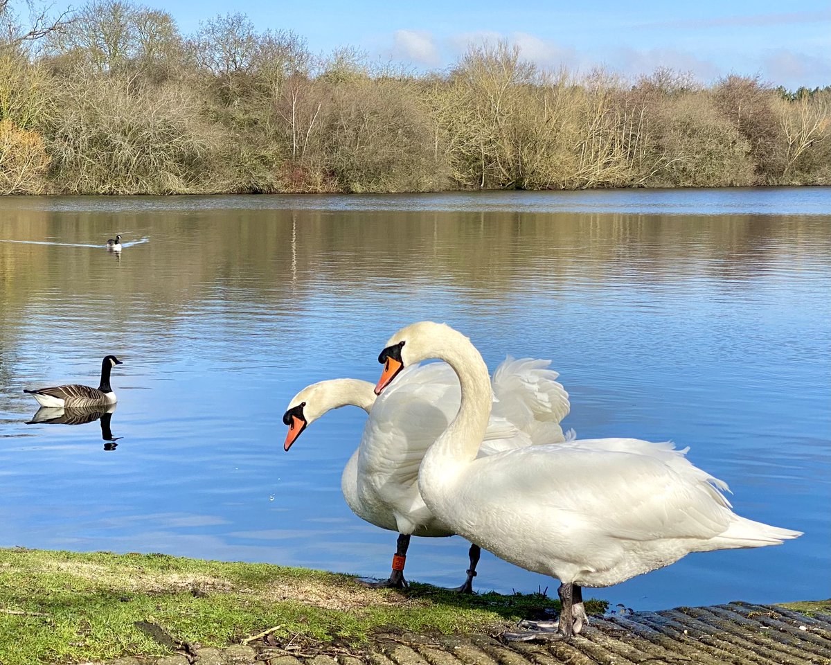 Beautiful swans in the sunshine at Tongwell Lake today 🦢🦢☀️ @scenesfromMK @DestinationMK @mkfuturenow @MKCommunityHub @My_MiltonKeynes @ourmiltonkeynes