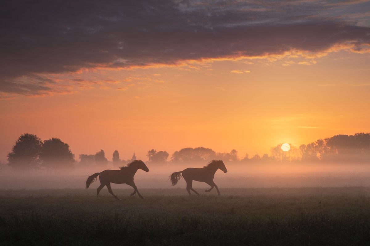 albertdrosphoto tweet picture