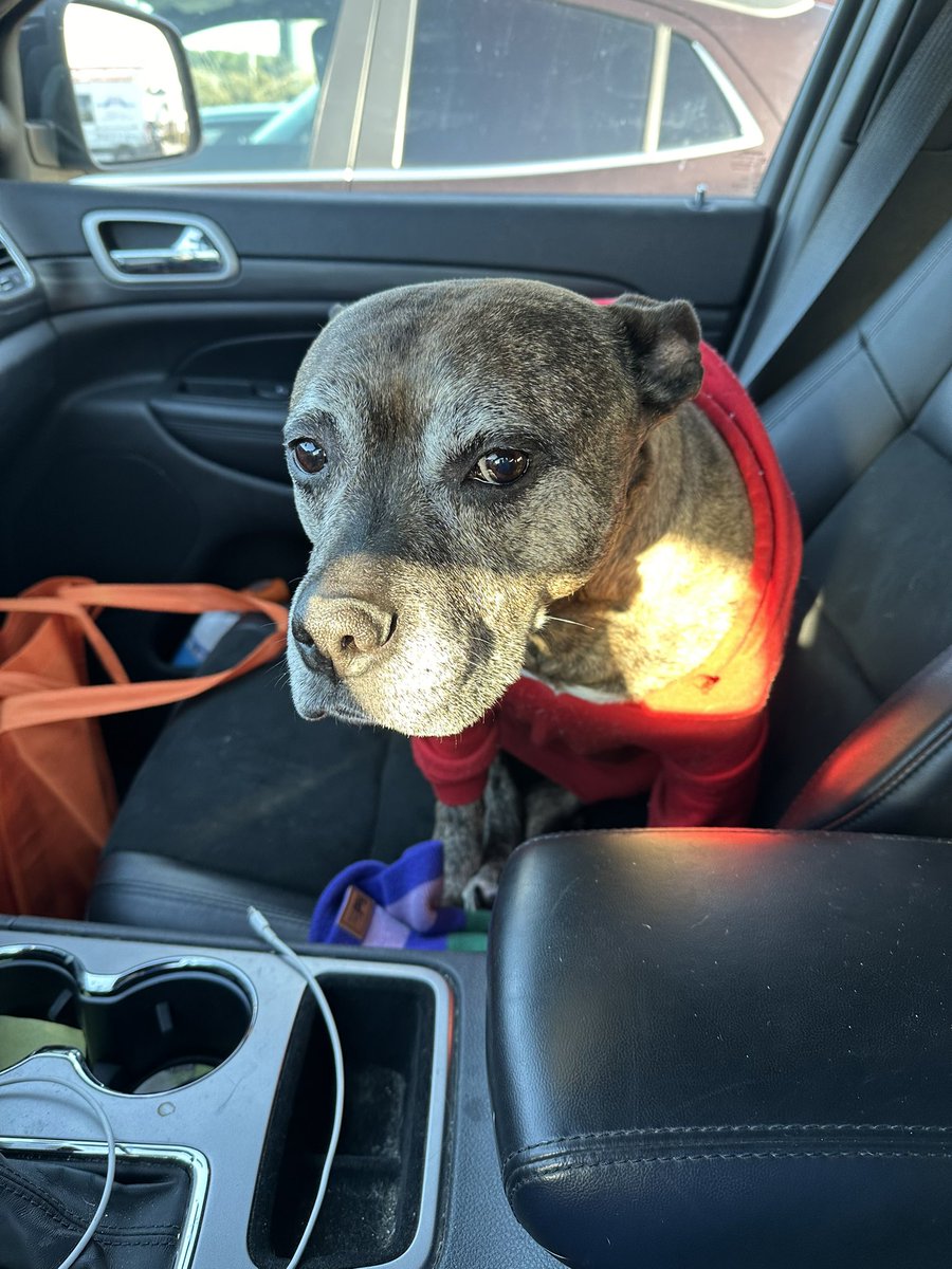 My ride or die out doing errands with mama before hitting the trail! Pretty cold and windy but we made it !! We hope you’re Sunday is fabulous 😍🕺🏽🥳
#adoptashelterpet #fosteringsaveslives #banbeeeders #adoptashelterdog #spayneuter 💛💚🩵💙