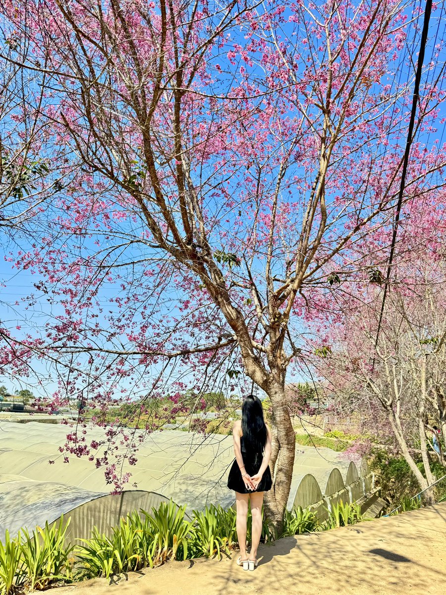 Hi #dalat 🌸