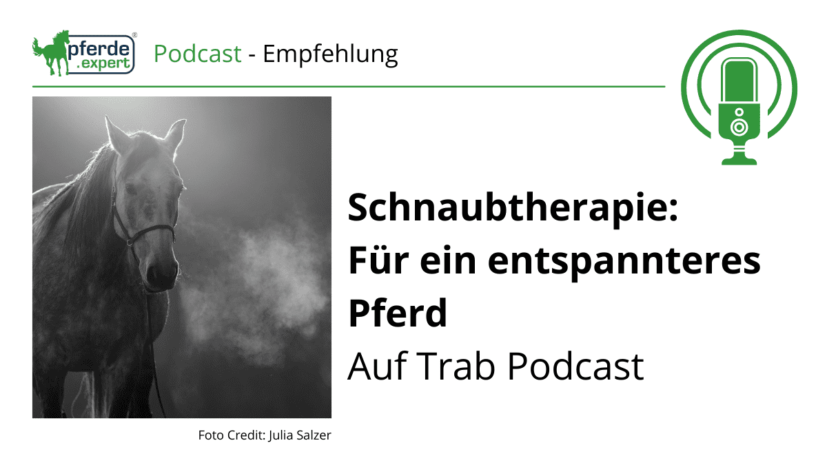 📷 Neue Auf Trab Podcastfolge! Schnaubtherapie: Für ein entspannteres Pferd 📷pferde.expert/blog/schnaubth…
#pferd #reiten #pferdepodcast