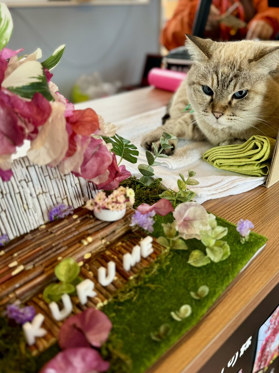 sato4rin1003104's tweet image. お出かけ先の受付にいたぬこ様
あまりに大人しくてぬいぐるみかと思った😂可愛すぎる🥰

 #看板ねこ #実は迷い猫