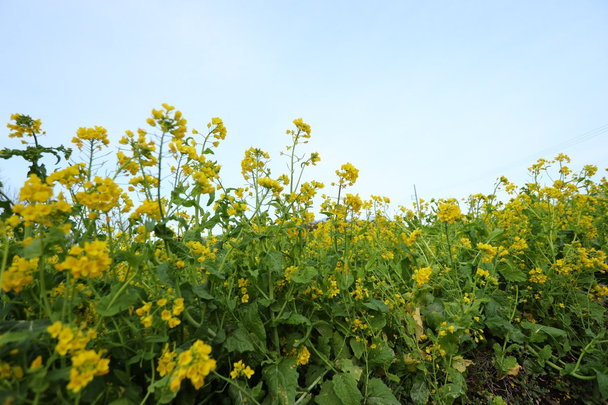菜の花は英語で『rape blossom』っていうそうで、意図せず『rapeレイプ