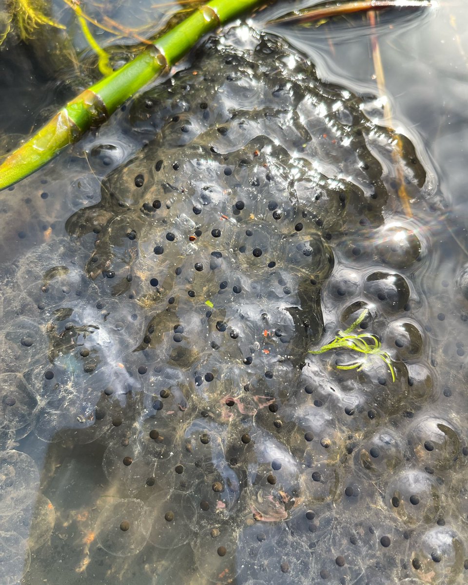 Very happy to be joining everyone with getting some frogspawn in the garden pond 🐸😁. 20.02.24 #frogspawn #signofspring #pondlife #wildlifepond