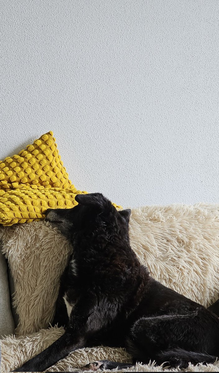 KosterJan's tweet image. "Ik ga even heel lang naar een geel kussen kijken. Dan kan de rest van de dag alleen maar meevallen."