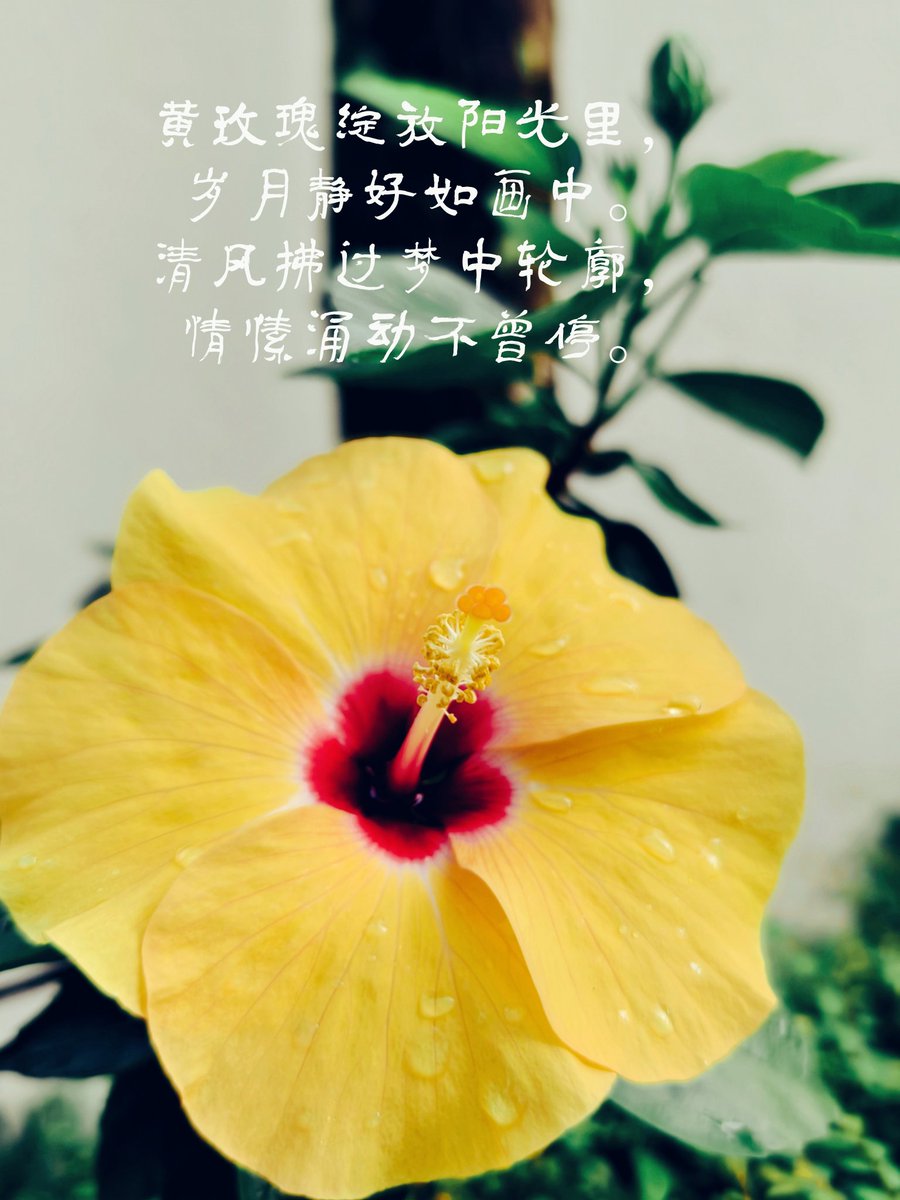 kingalan899's tweet photo. Through storms and showers, it stands tall, A symbol of love, never to fall.I cherish my yellow flower ,In its glow, my love is clear, forever in bloom,In its golden aura, my love finds https://t.co/wVj1TZuHgR long as it flourishes, my love will shine. https://t.co/qQWN4i3Vve
