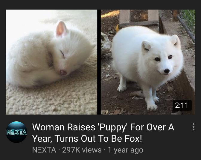 FopsHourly's tweet image. [🔗](api.tinyfox.dev/hourly/HourlyF…)