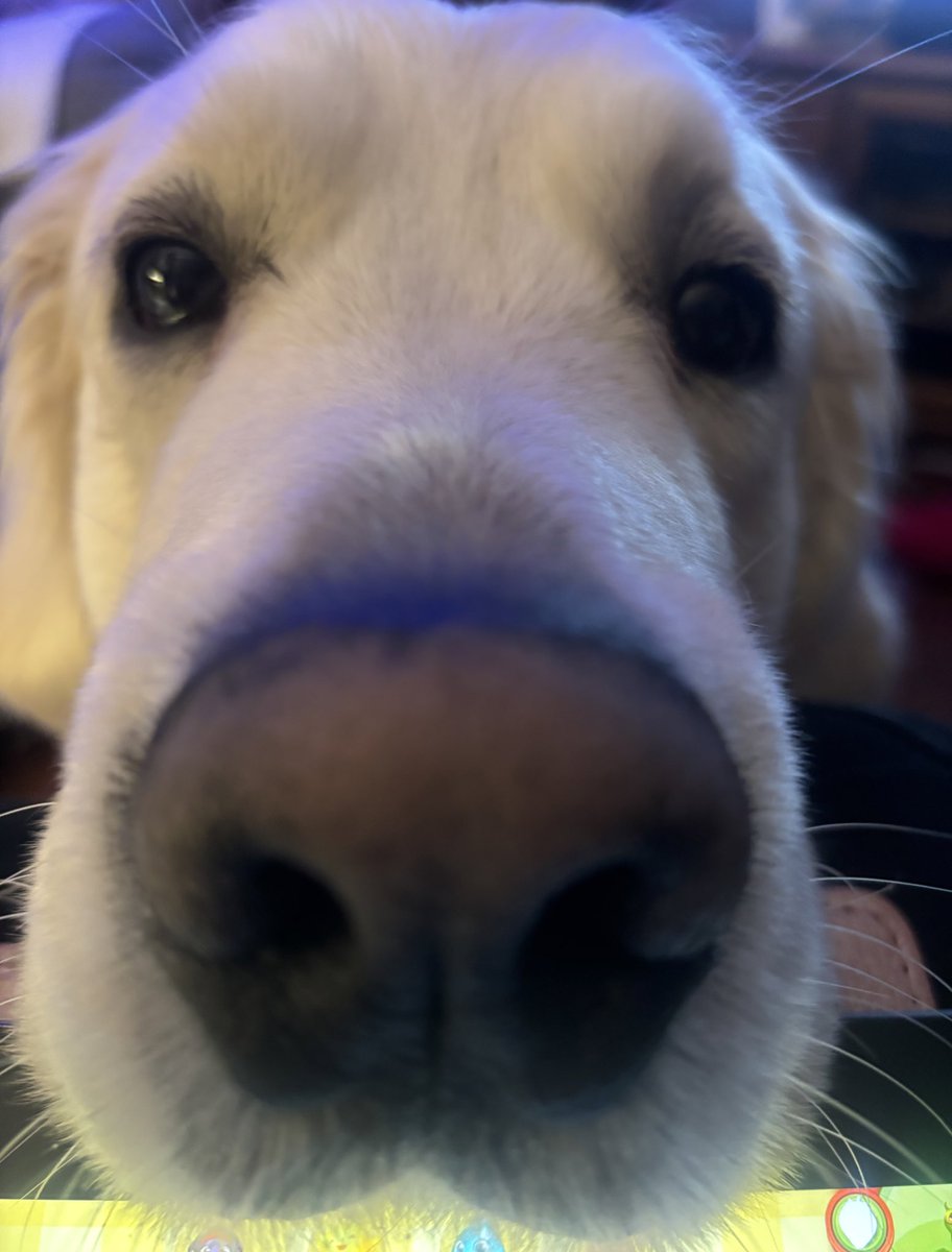 I don’t mean to intrude but ATTENTION PLEASE! 😊 #boop #boopdasnoot #goldenretrievers #dog #dogislove