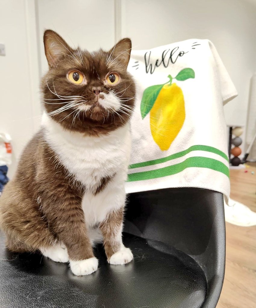 Hello World😎 Hello Lemon🍋 Hello Lizzie🐈 Hello from Lizzie Lemon😺 It's foggy with a hint of sun here in London, Lizzie hopes brighten you Sunday with her greetings 😼