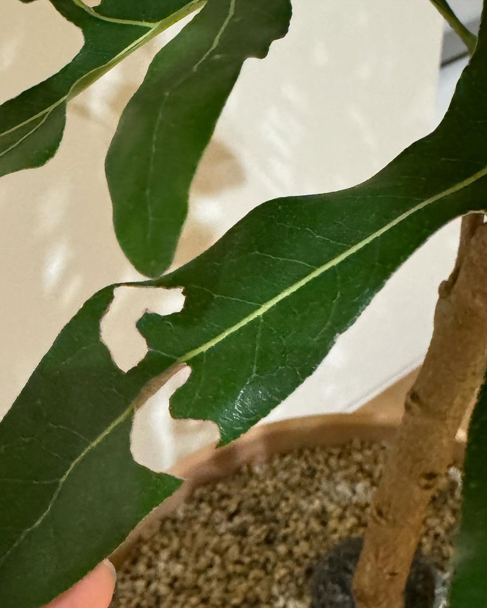 [ENG] Taengstagram 🤍 

Yehu

240225 #태연 <a href="/TAEYEONsmtown/">TAEYEON Official</a>