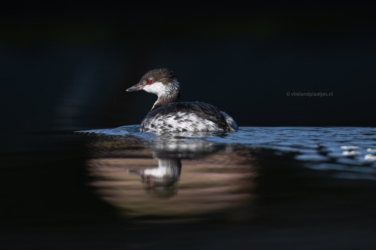 Kuifduiker in de jachthaven vanmorgen 🤩 Zeldzame gast op Vlieland prachtig om te zien en de kans te krijgen deze zo mooi vast te leggen #vlieland #kuifduiker