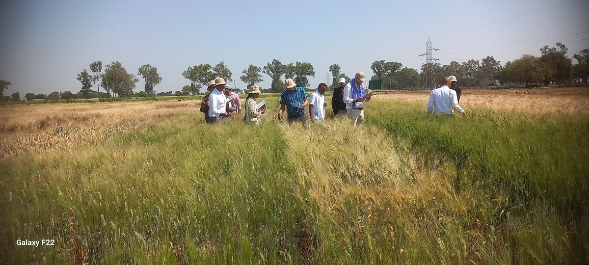 Happy partners <a href="/ICARDA/">ICARDA</a>-INDIA durum field <a href="/icarindia/">Indian Council of Agricultural Research.</a> <a href="/BaumBCI/">Michael Baum</a> <a href="/vpsahi/">vaidurya pratap sahi</a> <a href="/rlbcaujhansi/">Rani Lakshmi Bai Central Agricultural University</a> <a href="/VNMKV/">VNMKV</a> <a href="/anandagriuni/">Anand Agricultural University</a> <a href="/shuats_edu/">SHUATS</a> @IARI-RS-Indore <a href="/fillobax/">Filippo Bassi</a> <a href="/ShivKAgrawal/">Shiv Agrawal</a>