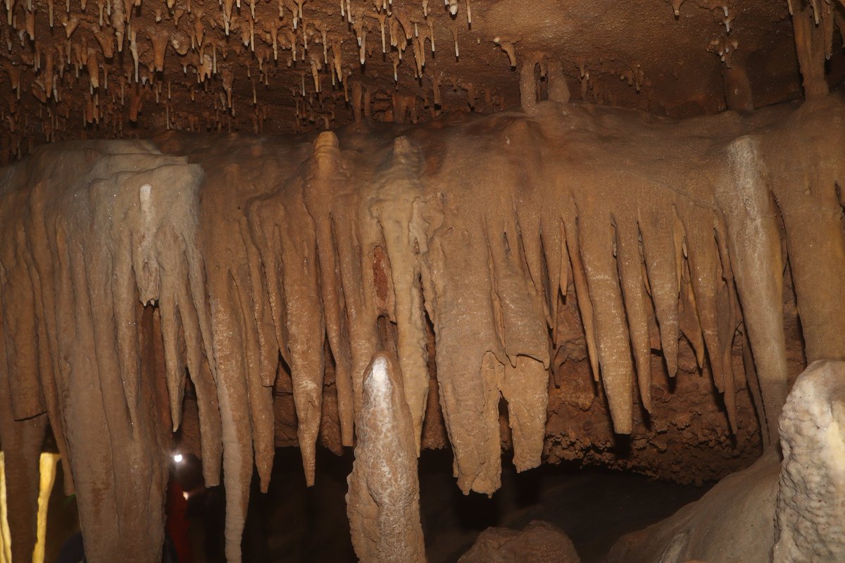 ursine fella🐻🍂 tweet media