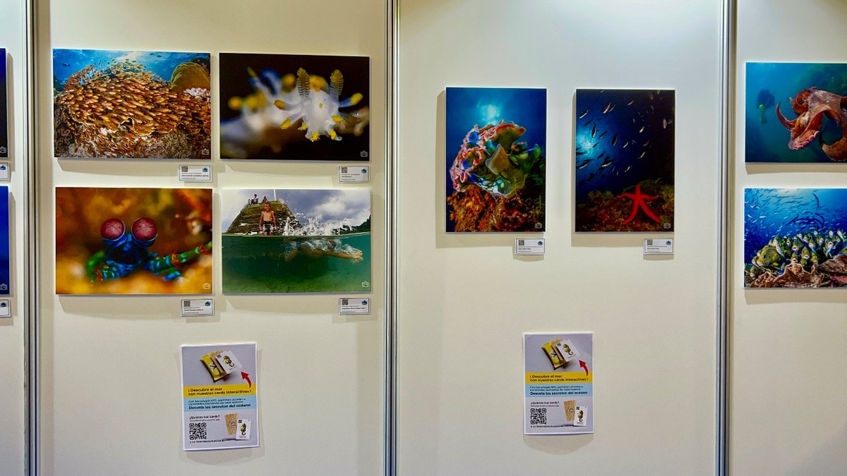 fotovideosub's tweet photo. Feliz domingo!
Qué mejor plan que venir a la #feriadesubmarinismo de Cornellà, @mdivingshow y apreciar las mejores fotografías submarinas de la edición de @fotovideosub de la edición 23/24 🐠🐡🐟💦
¡Te esperamos hasta las 15h.! https://t.co/zkyazY7xzl