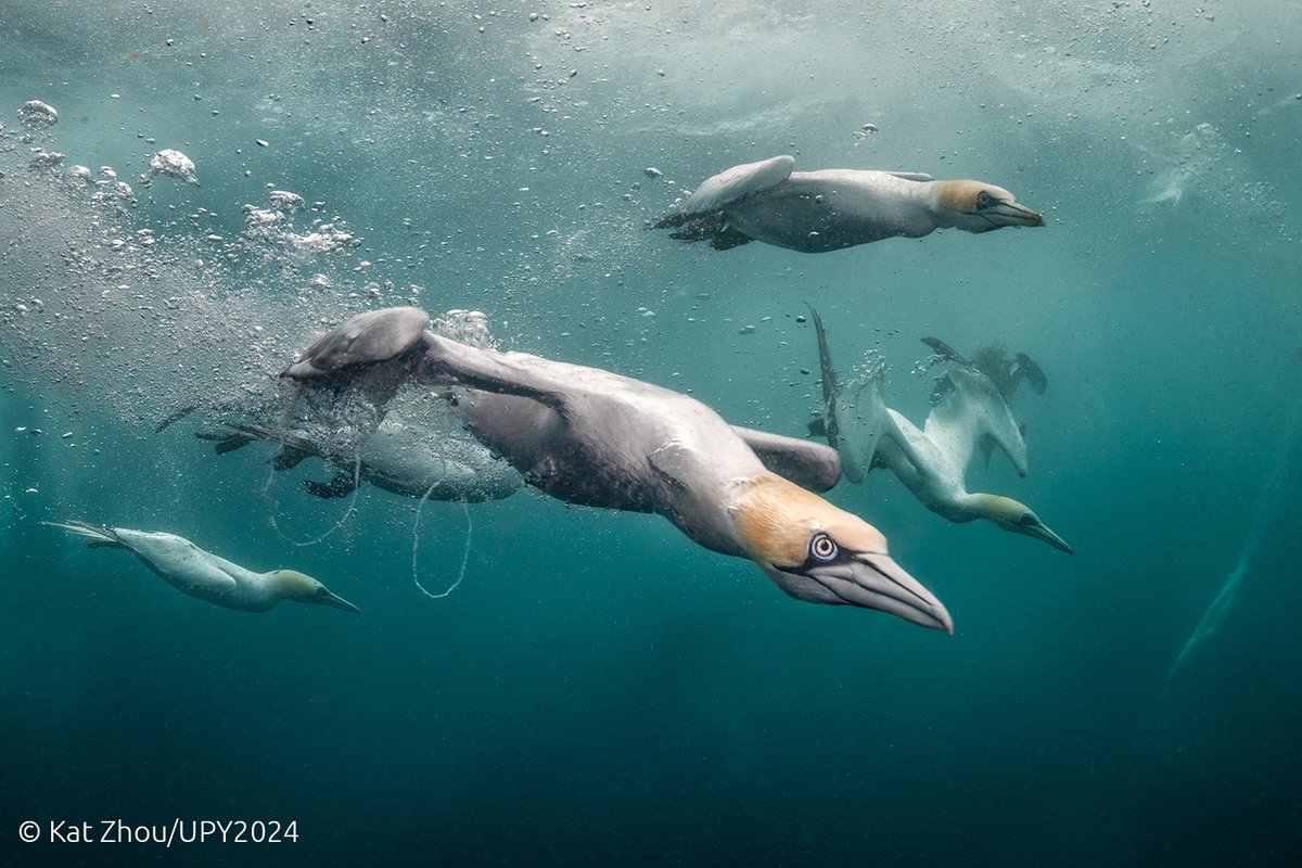Another 4 of our favourite underwater photographs taken in UK waters (from Loch Leven, Cornwall and Shetland)
Check out all photos and the full list of winners and runners up (including the overall winner!) here:
underwaterphotographeroftheyear.com
#UPY2024