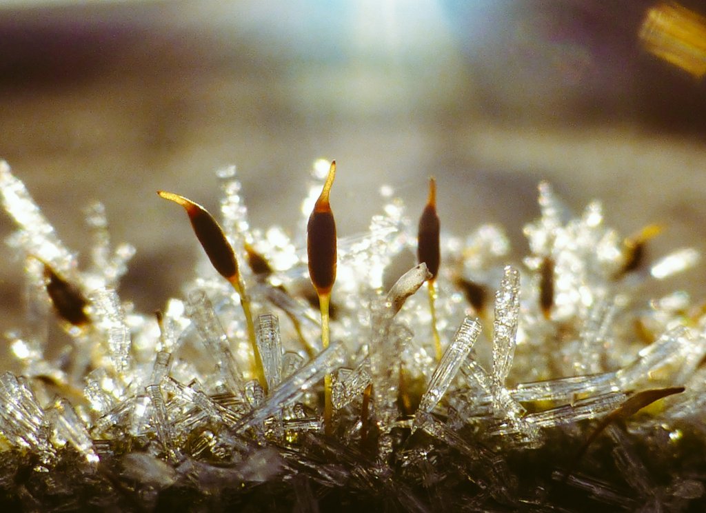 Frosty February morning moss 🥶💙 temps went down to -5°c last night. Lethen Nairn Scotland @StormHour @MacroHour @SnowHour @BBCScotWeather @metoffice