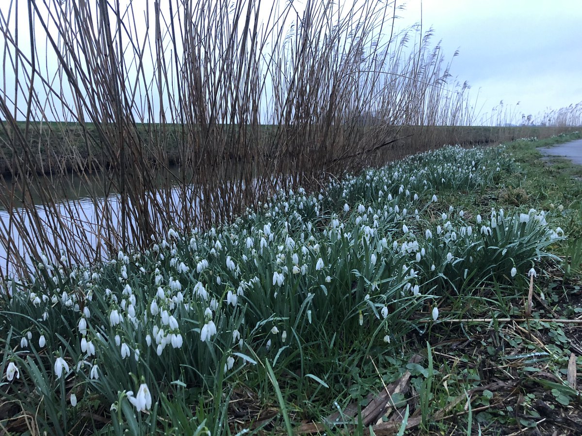 FredRaangs's tweet image. #wandel #Kloosterburen #25februari