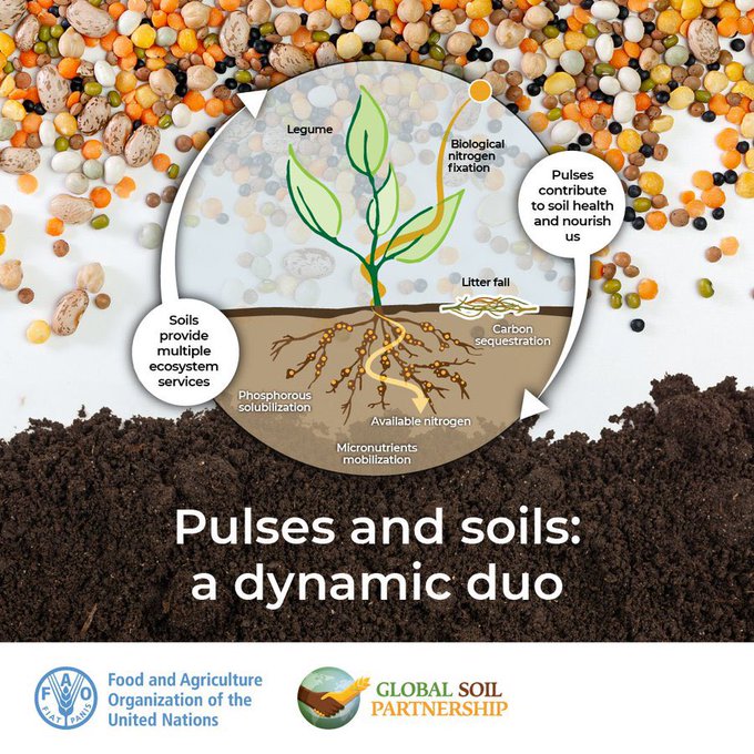 Pulses are the dried edible seeds of legumes, and if you didn’t know already, they have the potential to transform our agrifood systems.  Pulses boost our food security and nutrition, and also nourish our soils and benefit the environment.
👇 #WorldPulsesDay @FAOAfrica
