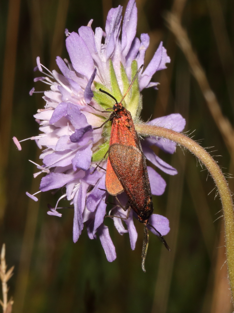 Did you know Forester moths can change colour? The moth has a humidity-dependent colour-changing ability, changing colour from green during the day to red at night. (photo David Howdon) norfolkmoths.co.uk/index.php?bf=1…