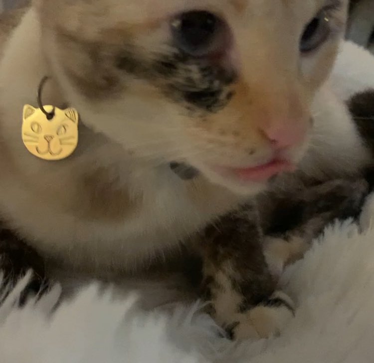 helenraw's tweet photo. Eating treats and dozing on a fluffy heated blanket.
It’s a hard life at Aunty Helen’s 😹🥰❤️🐾
Wee #AuroraBoo
#TheCatAndDogLady https://t.co/iS3itQVPvd