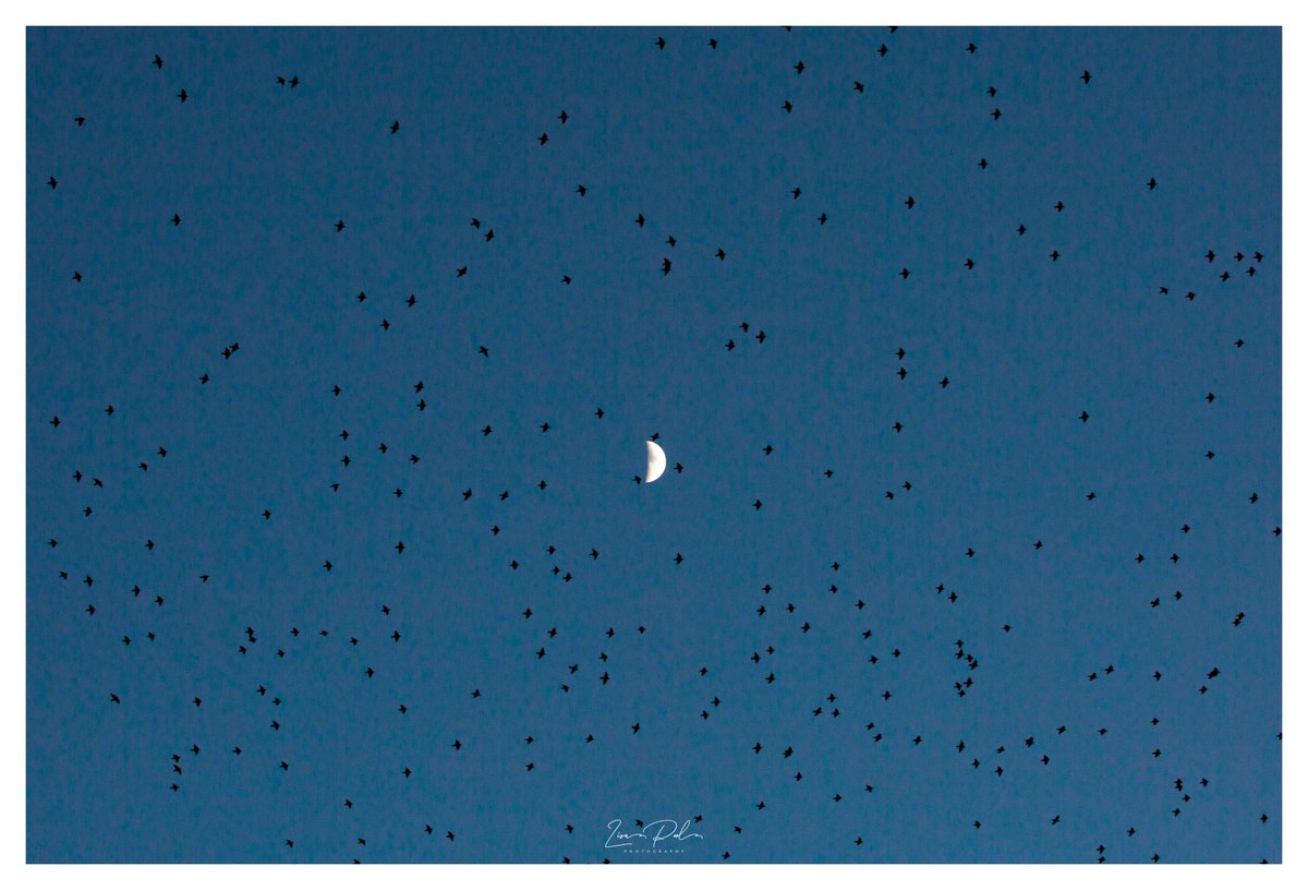 Always a great pleasure to watch the starling murmuration at #blackpool #lancashire @StormHour @ThePhotoHour @visitBlackpool