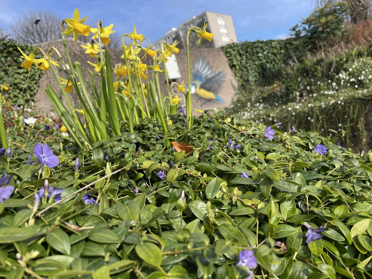 ChesterSTrees's tweet image. Beautiful spring day down at Supertrees!

Credit to @Go_CheshireWest for the great pathways clean up and de-weed! It gave us chance to tackle the planting 🌿🌱🌹🌸🪻

@ShitChester