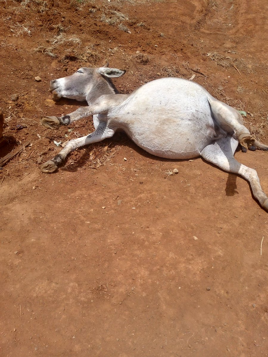 cheaters20199's tweet image. Hehehehe...Man U diehards 🤕🤕🤕