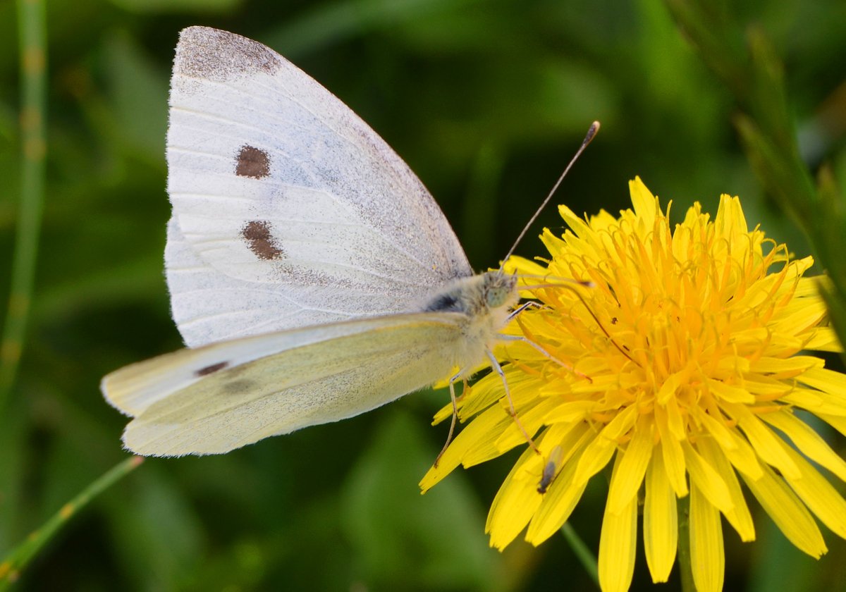 One from September for #SmallWhiteSunday #ButterflyForEveryDay