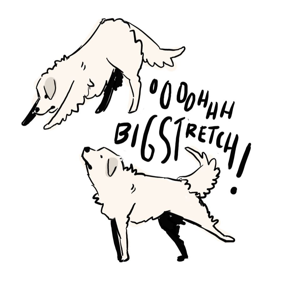 it's illegal to not say 'oh big stretch' when your dog does a Big Stretch