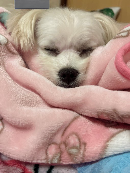 Twitterのコスプレ画像39