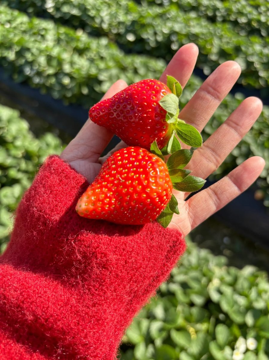 faboolousrp's tweet photo. Lost in a sea of ripe red sweetness 🍓🍓 https://t.co/WG2vJo8Oza