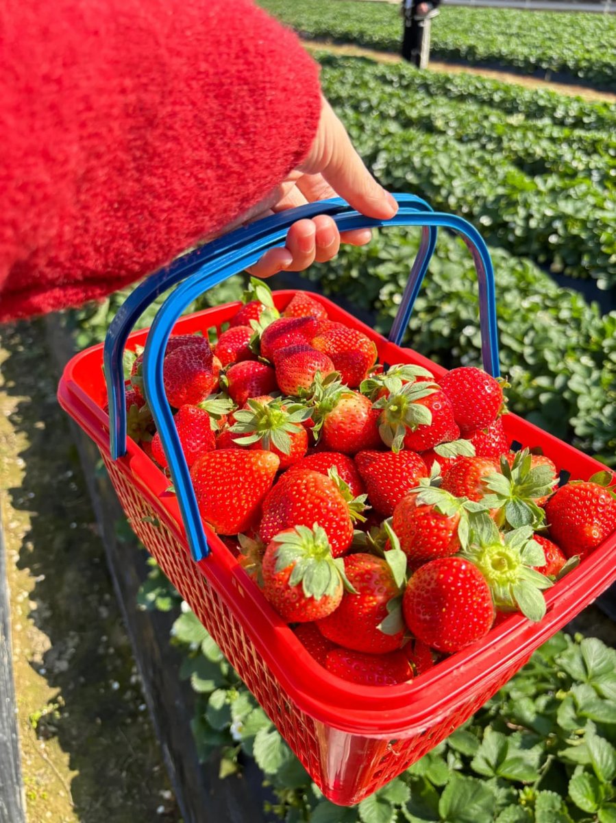 faboolousrp's tweet photo. Lost in a sea of ripe red sweetness 🍓🍓 https://t.co/WG2vJo8Oza