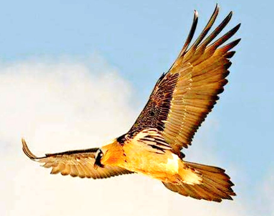 "همه‌چیز دربارهٔ #هما، پرندهٔ مقدس ایرانیان باستان"
ـ #رشتوی_جدید_بهمن_انصاری

ـ #هما گونه‌ای پرندهٔ شکاری از تیرهٔ باز-ها است که معمولا در مرتفع‌ترین مناطق، زندگی می‌کند. هما اهل مهاجرت نیست و فقط استخوان حیوانات مُرده تغذیه می‌کند.