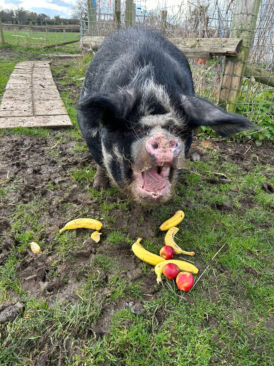 #HappySunday – from #TobyPig 🐗, from #PennyPig 🐷, from the #TeamFARS humans, from everyone 🐑🐏🐔🐽🐈🕊

May your food dishes (& your tummies!) be full to the brim with beautiful vegan food 🍏🍌🥕😋 And may you feel safe, happy & at peace, just as our sweet piggies are 🤗☮🥰🌱
