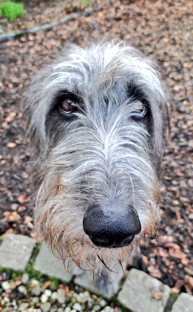 Happy Sunday everyone 🐾 👋 
I have been missing you 💞
Loads of #love and a #furtastic afternoon 🌞😊

#scottishdeerhound 
#Finchhill