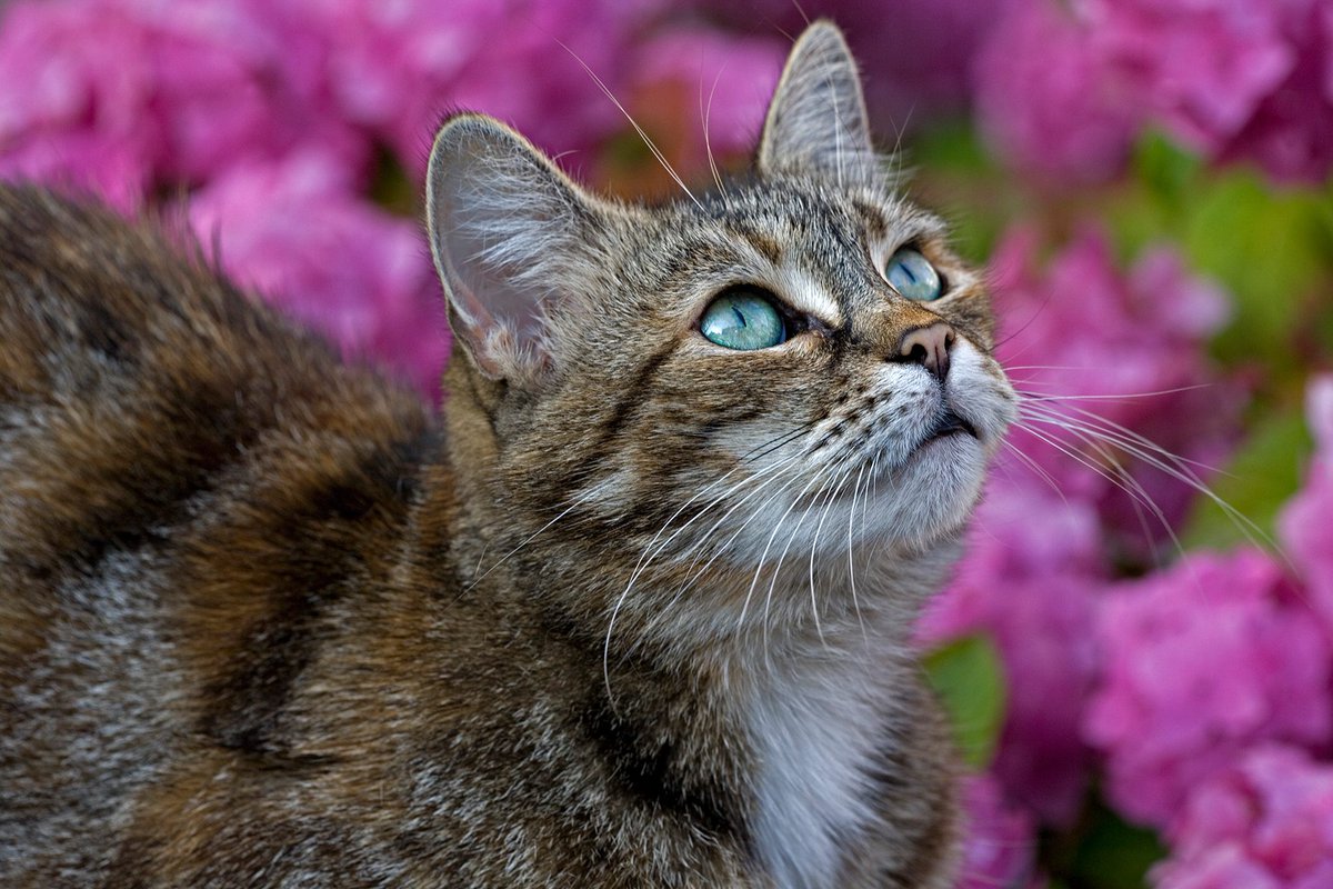 BBC Gardeners' World Mag tweet media